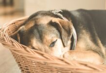 Hundekurve – Hvad skal du kigge efter?